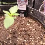 Fast Buds Frost Banger