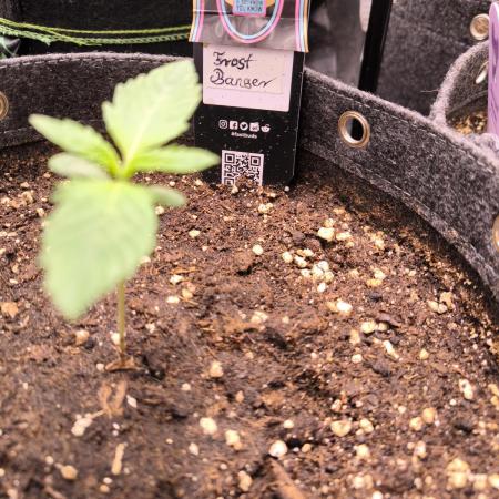 Fast Buds Frost Banger