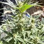 Divine Seeds Auto Candy