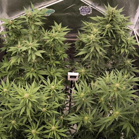 Fast Buds Banana Purple Punch RF3