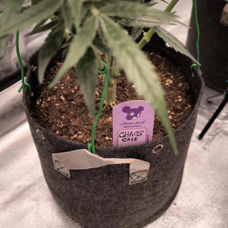 Anesia Seeds  