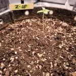 Fast Buds Z-UP Auto