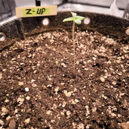 Fast Buds Z-UP Auto