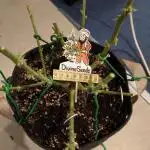 Divine Seeds Competition 2025