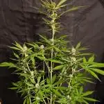 Bloody Skunk