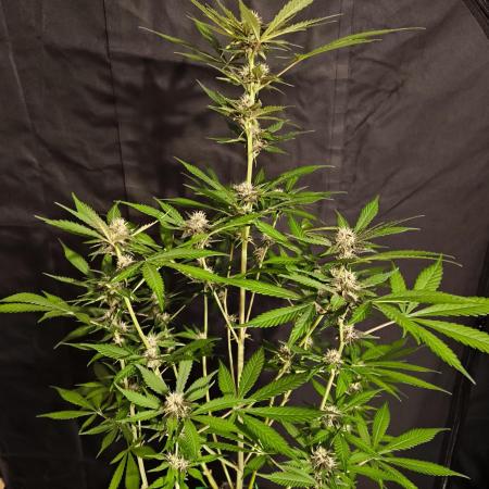 Bloody Skunk