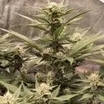 Fast Buds Purle Haze Auto