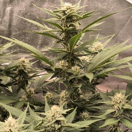 Fast Buds Purle Haze Auto