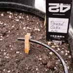 Fast Buds Pound Cake 