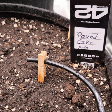 Fast Buds Pound Cake 