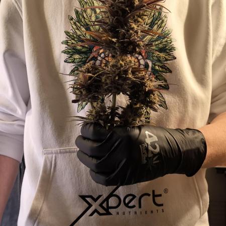 Fast Buds Strawberry Gorilla 🦍