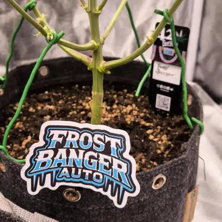 Fast Buds Frost Banger