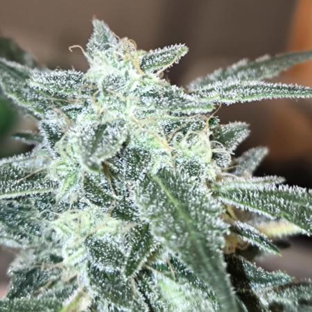 Paradise Seeds
