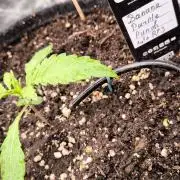 Fast Buds Banana Purple Punch RF3