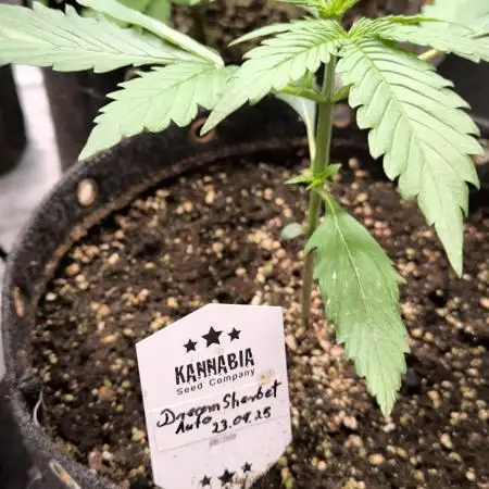 Dream Sherbet Auto