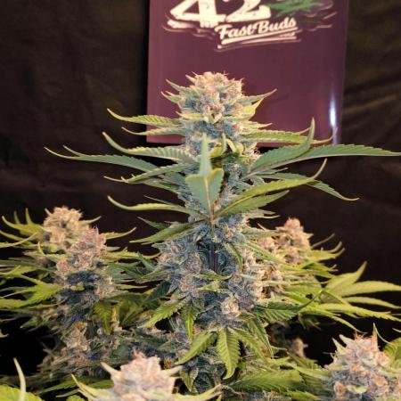 Fast Buds Purle Haze Auto