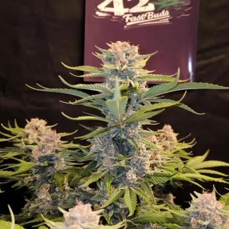 Fast Buds Purle Haze Auto
