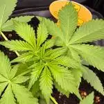 Banana Fumes 12/12