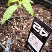 Fast Buds Strawberry Gorilla 🦍