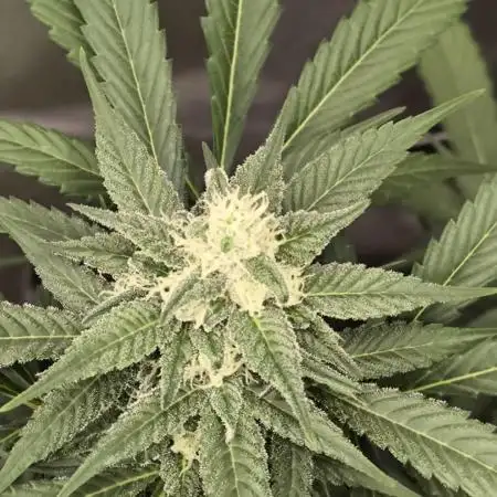 Banana Fumes 12/12