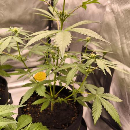 Banana Fumes 12/12