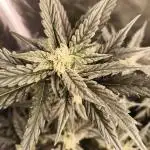 Divine Seeds Auto Candy