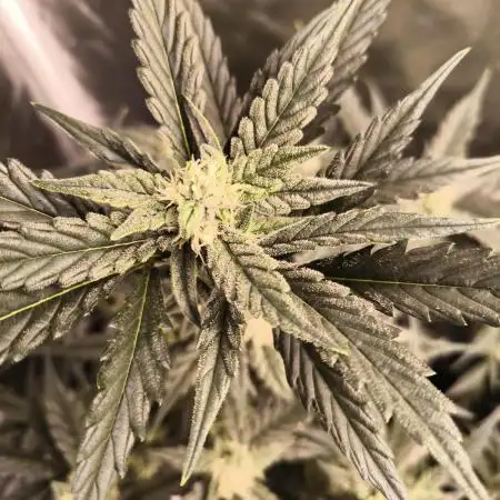 Divine Seeds Auto Candy