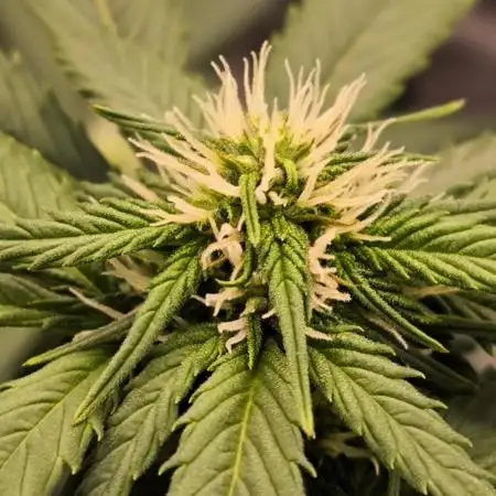 Monkey Genetics  and UP Nutrients