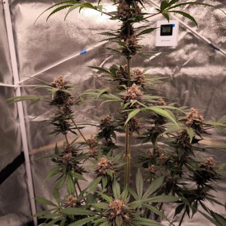 Bloody Skunk