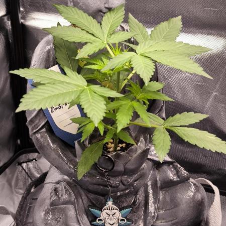Shivas Do-Si-Dos F1 Hybrid Auto