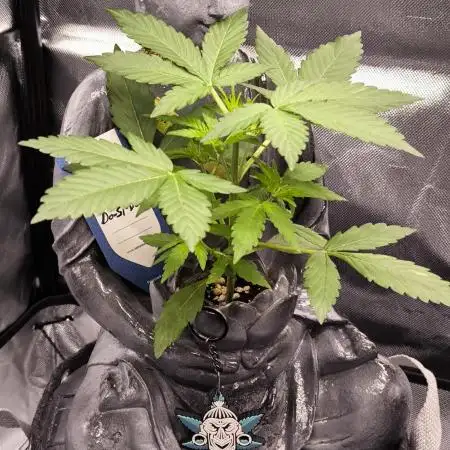 Shivas Do-Si-Dos F1 Hybrid Auto