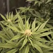 Fast Buds Strawberry Gorilla 🦍