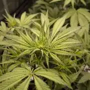 Fast Buds Strawberry Gorilla 🦍