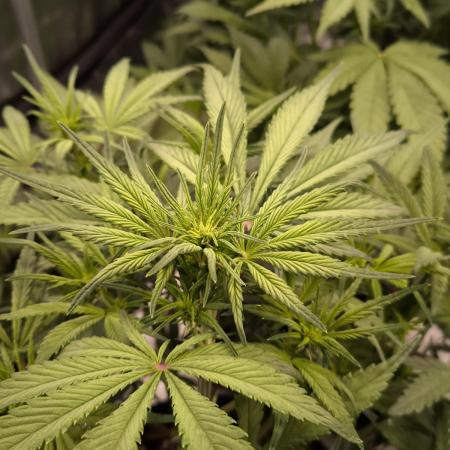 Fast Buds Strawberry Gorilla 🦍