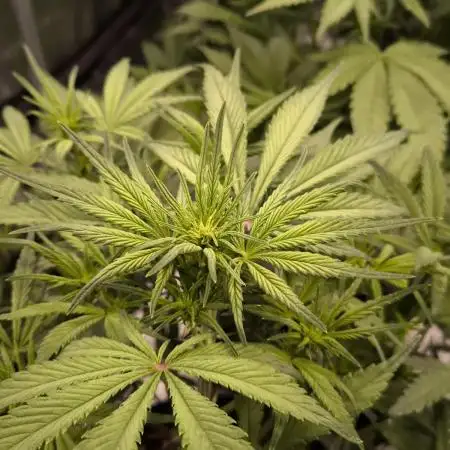 Fast Buds Strawberry Gorilla 🦍