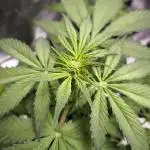 Monkey Genetics  and UP Nutrients