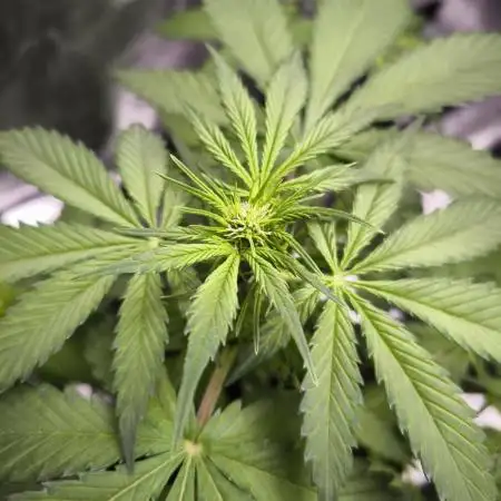 Monkey Genetics  and UP Nutrients