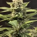 Fast Buds Purle Haze Auto