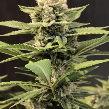 Fast Buds Purle Haze Auto