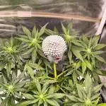 Shivas Do-Si-Dos F1 Hybrid Auto