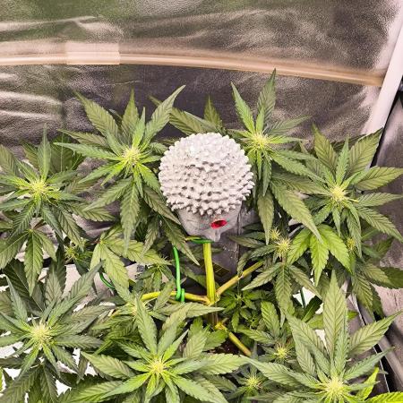 Shivas Do-Si-Dos F1 Hybrid Auto