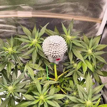 Shivas Do-Si-Dos F1 Hybrid Auto