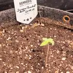 Dream Sherbet Auto