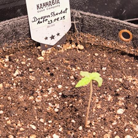 Dream Sherbet Auto