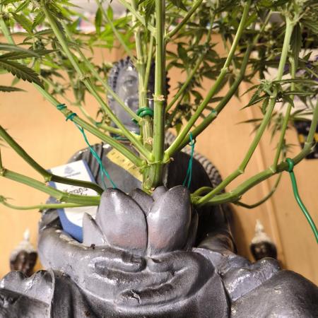 ZAMNESIA BUDDA! PROJEKT !