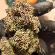 Fast Buds Strawberry Gorilla 🦍