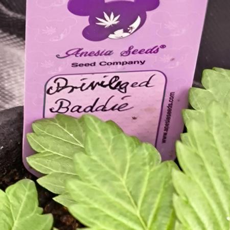 Privileged Baddie 12/12