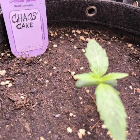 Anesia Seeds  