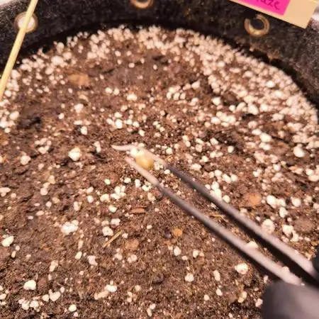 Fast Buds Purle Haze Auto