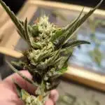 Divine Seeds Auto Candy